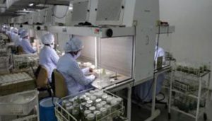 Culture Transfer Area